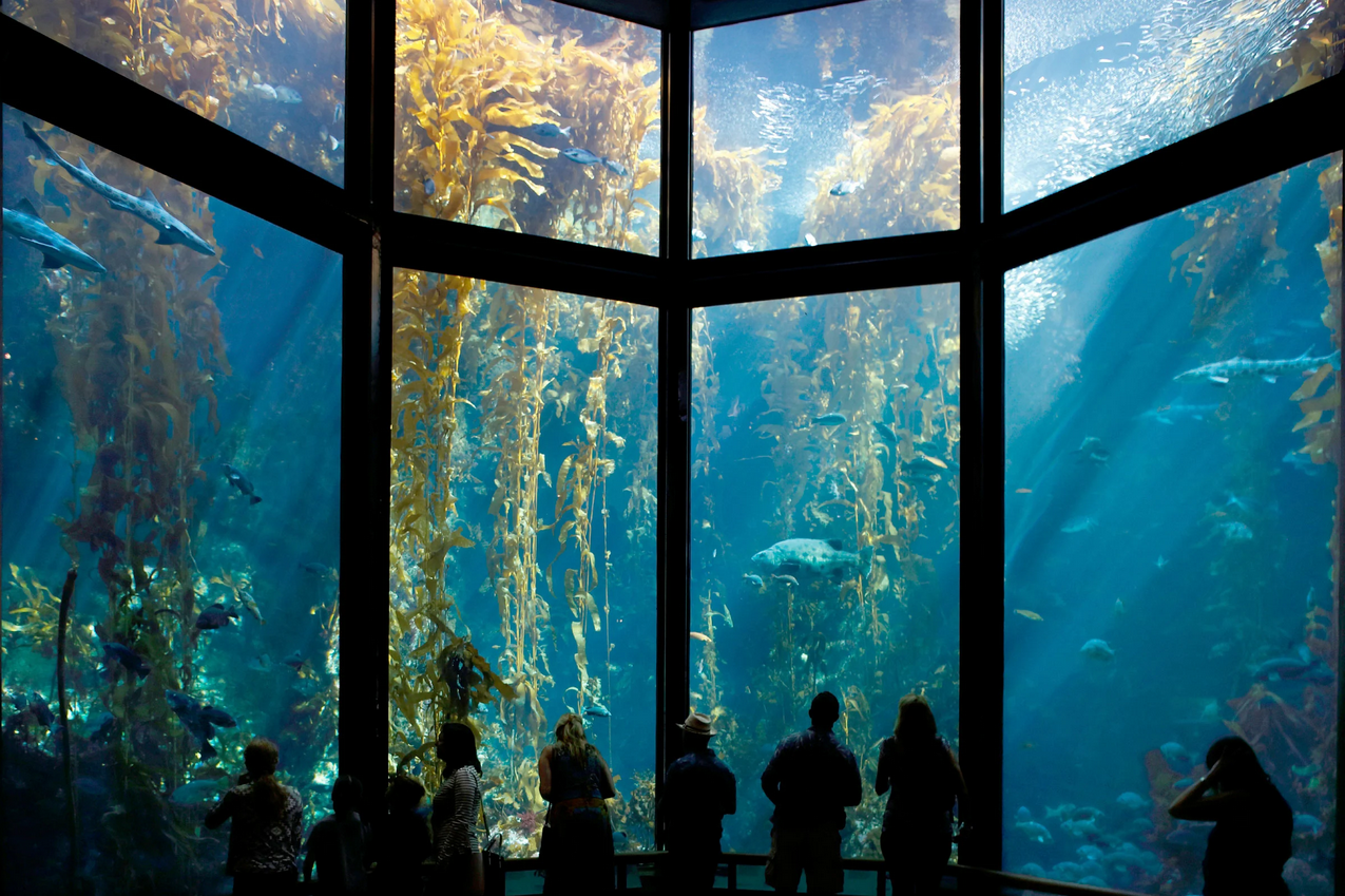 Aquarium Live Feeds Good Reads Alachua County Library District