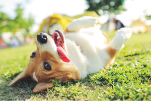 dog on its back outside on the grass