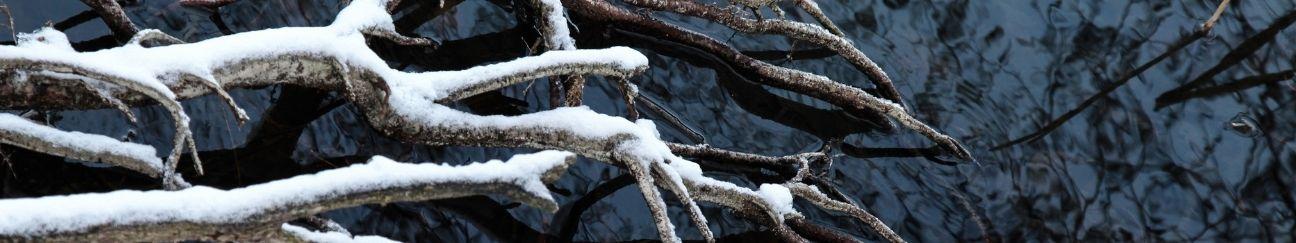 Dead branches covered in snow floating in water