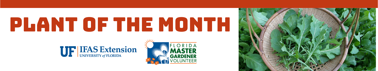 Plant of the Month UF IFAS Extension University of Florida Florida Master Gardener Volunteer logos with a photo of Arugula