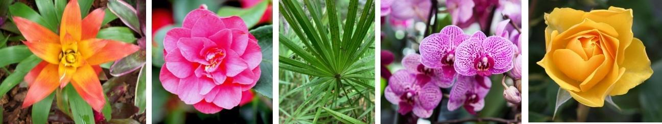 colorful flowers and scrub palmetto