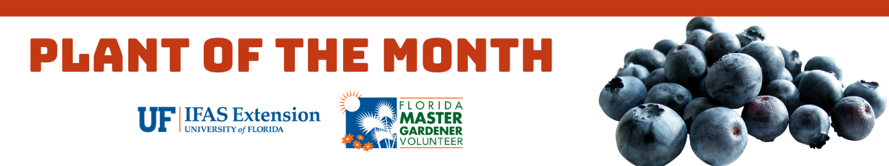 Text illustration for Plant of the month UF IFAS Extension University of Florida and Florida Master Gardener Volunteer with an image of blueberries