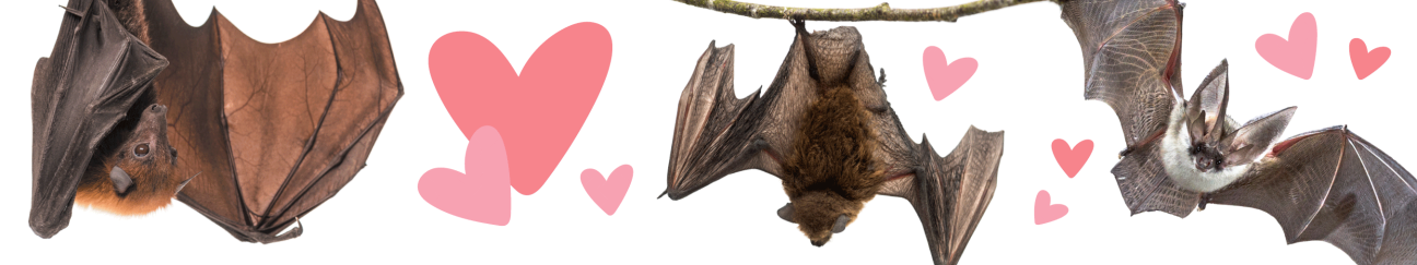 Bat Appreciation Header