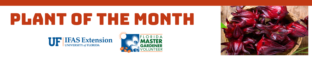 Plant of the Month featuring Roselle by UF IFAS Extension University of Florida and Florida master Gardener Volunteer