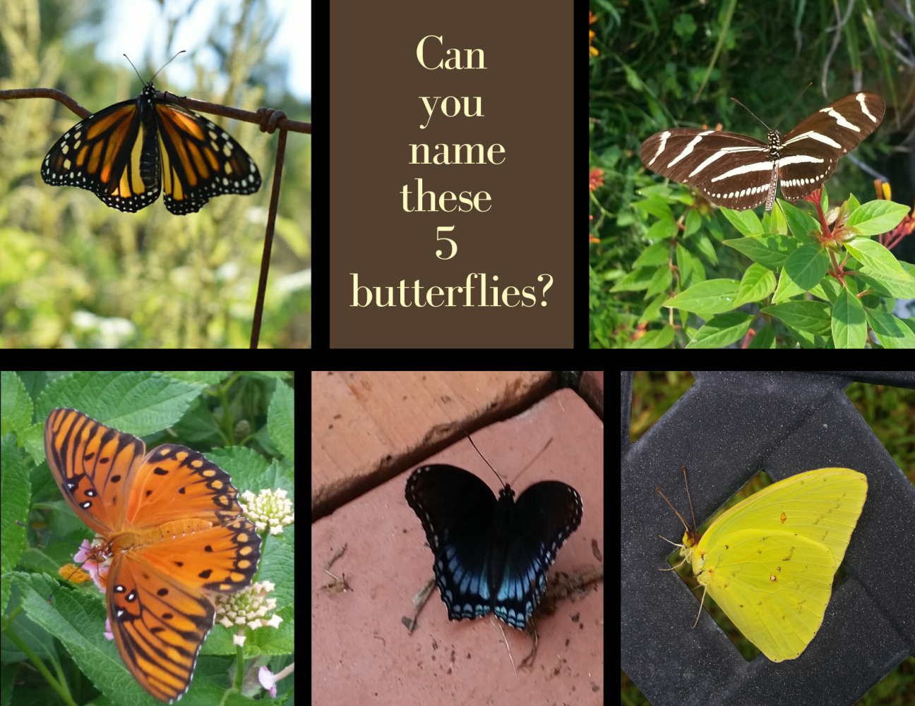 Butterfly collage butterfly collage