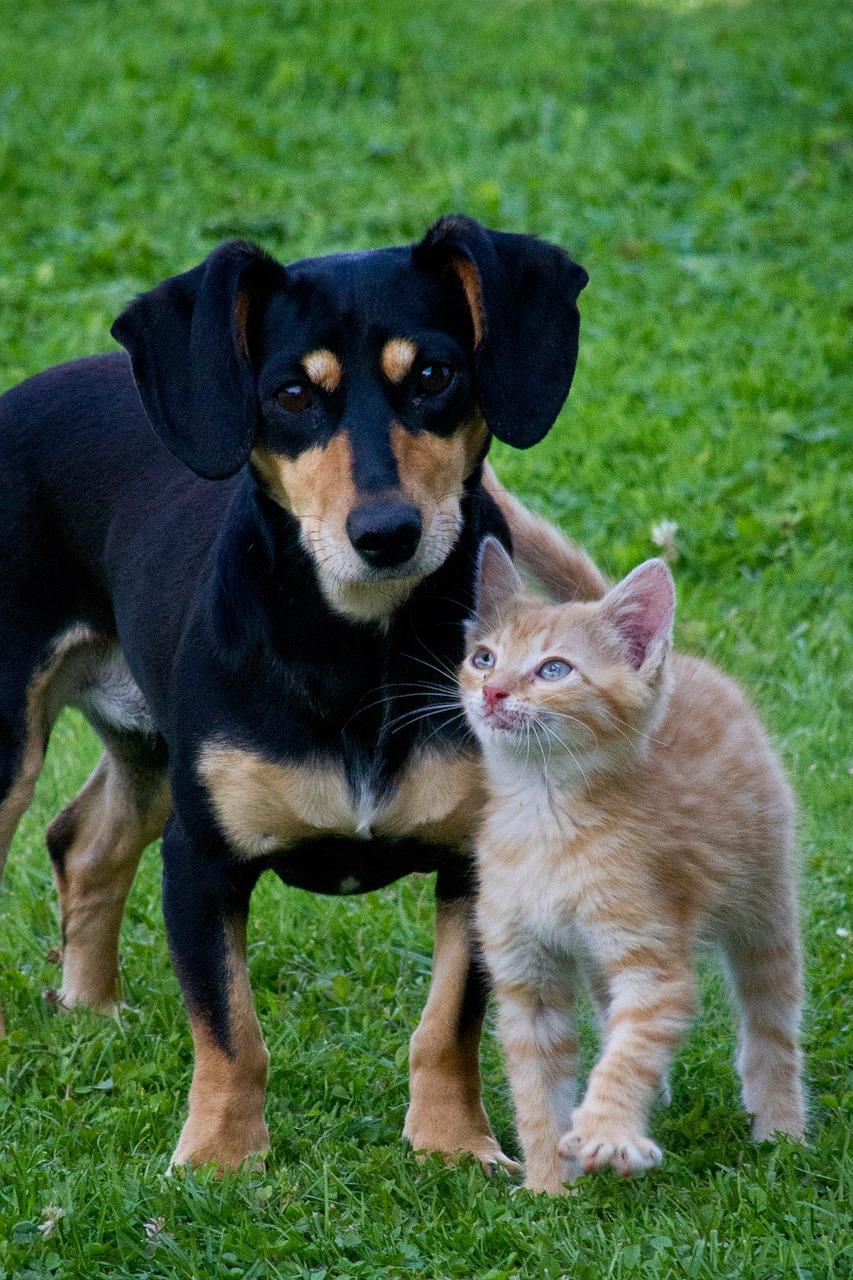 Black and brown dog with orange kitten