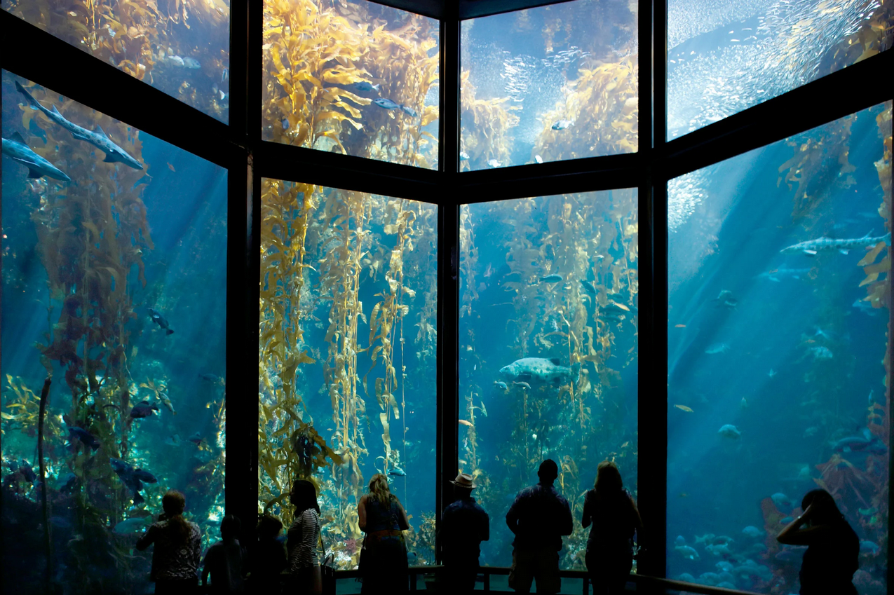 Monterey Bay Aquarium Kelp Forest Exhibit