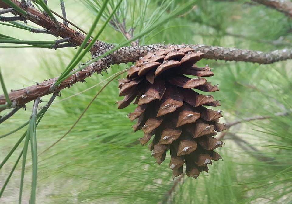 Pine cone in a tree