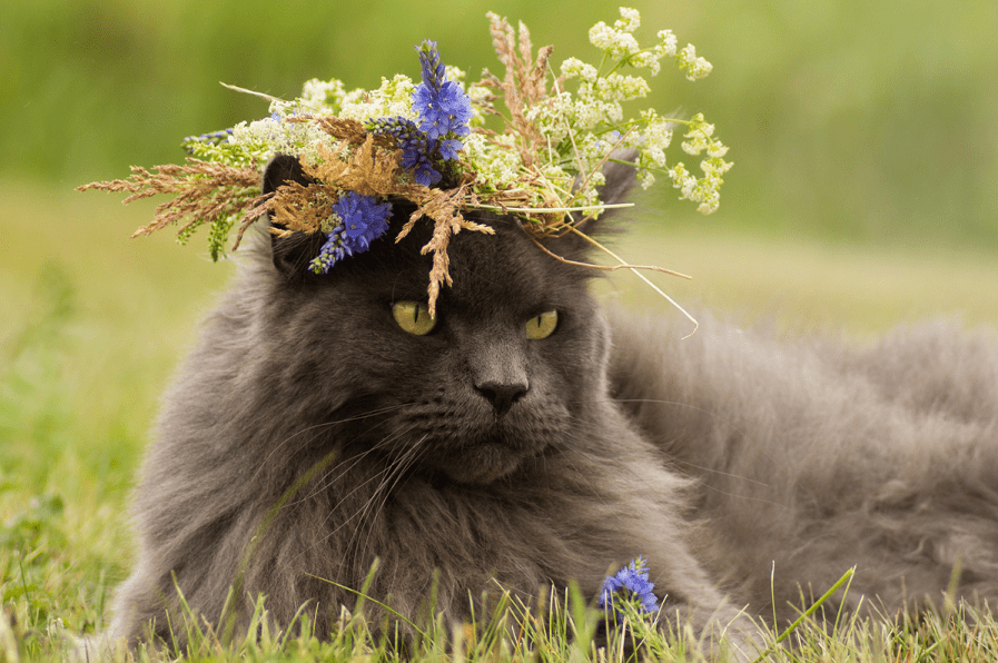 A gray cat sits outside in the grass wearing a flower crown.