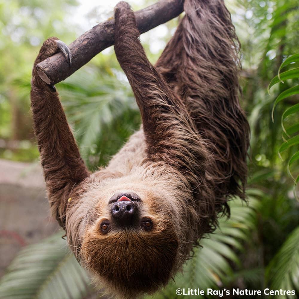 Two Toed Sloth