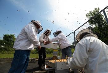 "Beekeeping | Kinston, NC" by Zach Frailey 