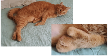 cat photo and closeup of the foot