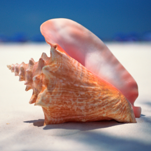 Seashell