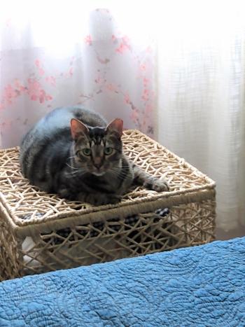 A grey tabby cat laying on a basket.