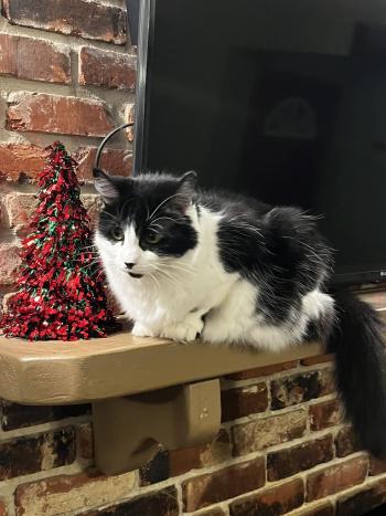 A black and white cat laying on a mantel next to a small Christmas tree.