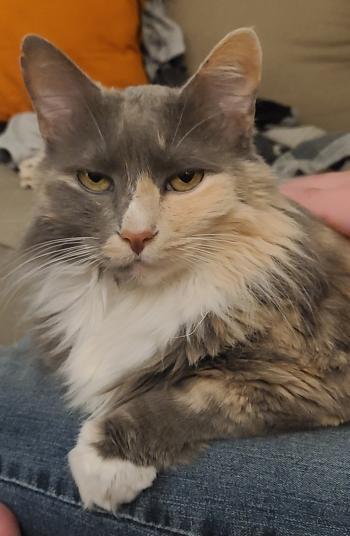 A longhaired grey and white cat staring ahead.