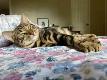 A tabby cat laying on a bed.