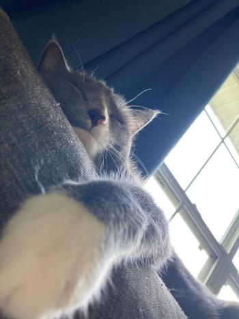 A sleeping grey and white cat.