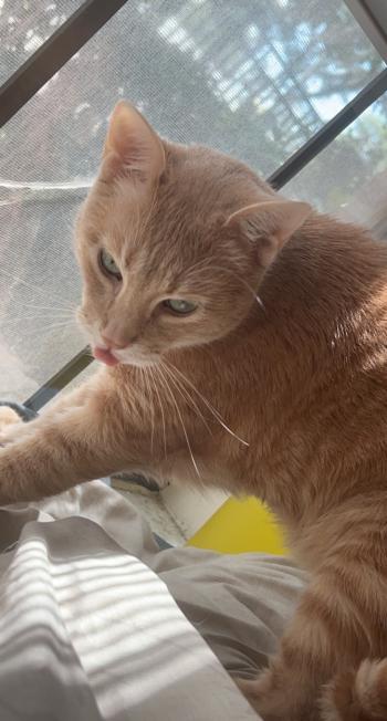 An orange tabby cat with its tongue poking out of its mouth.