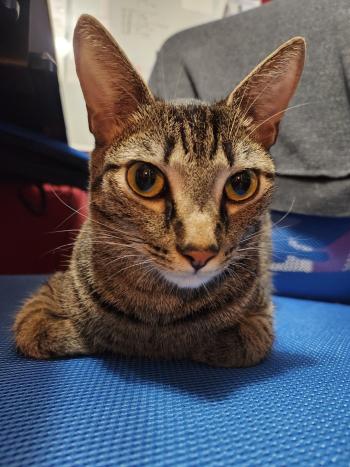 A brown tabby cat with large eyes staring at the camera.