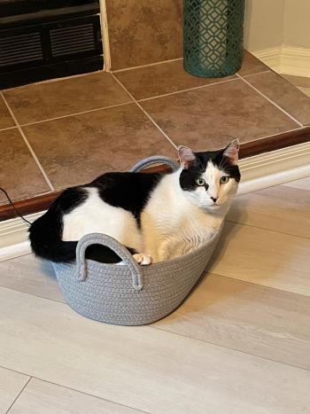 A large black and white cat sitting in a small basket.