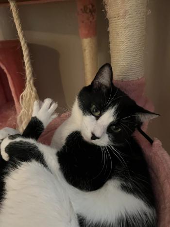 A black and white cat holding it's feet to it's face.