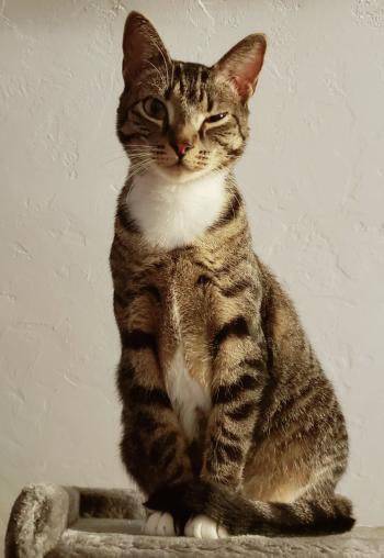 A brown tabby cat raising one eyebrow.