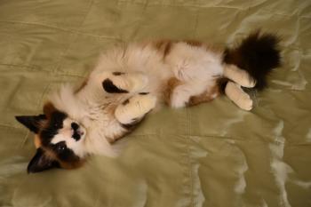 A longhaired, brown and white cat sprawled on a bed.