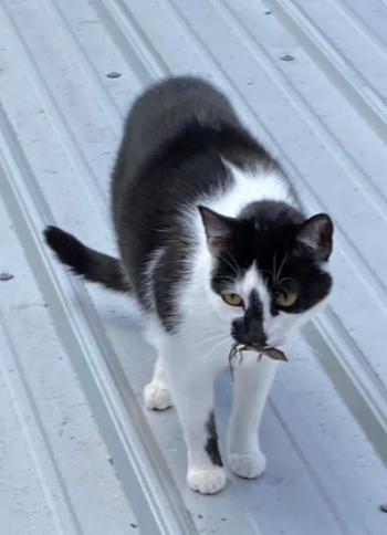 A black and white cat with a lizard in it's mouth.