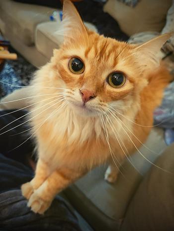 A longhaired orange tabby with large eyes.