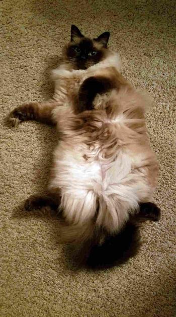 A longhaired cat laying on it's back.