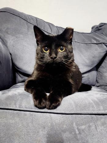 A black cat with large eyes sitting on a couch.