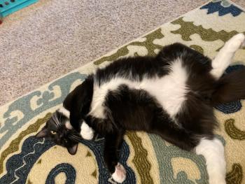 A black and white cat laying on the floor with it's legs splayed out.