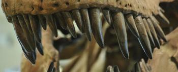 Fossil jaw and teeth of a dinosaur