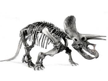 Triceratops skeleton