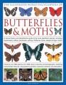 Book cover of Butterflies and Moths