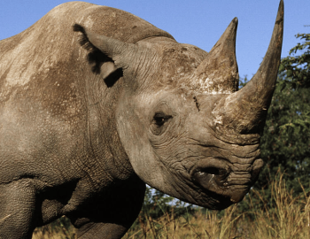 Photo of black rhino