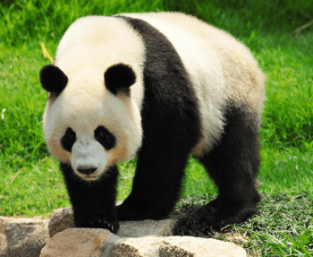 Photo of giant panda