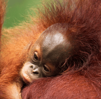 Photo of baby orangutan