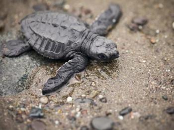 Baby sea turtle