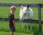 Child and donkey