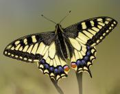 Eastern tiger swallowtail butterfly on a plant