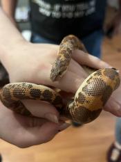 Photo of a Kenyan sand boa wrapped gently around a person's hand