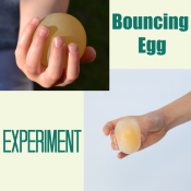 bouncy and squishy egg that has been soaked in vinegar