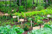 Garden with rows of tall green plants.